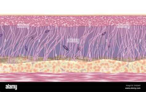 Skin Tissues Cross Section Illustration Extracellular Matrix Structure