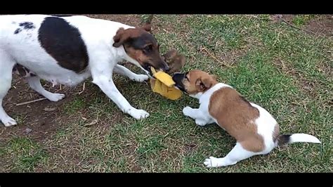 Foxterrier Kiskuty K Smooth Fox Terrier Puppies Youtube