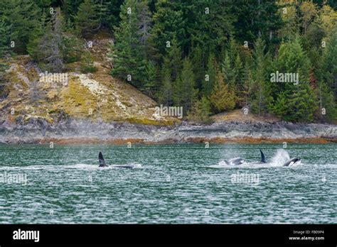 Orcas Orcinus Orca Off The Coast Killer Whales Orford River