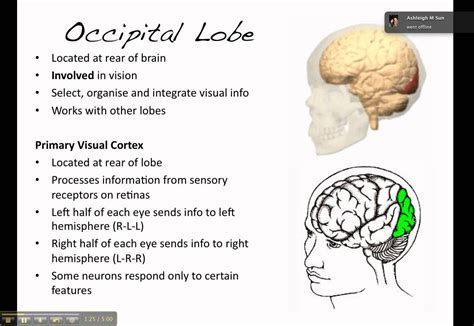 Occipital Lobe Processes Visual Infor From Eyes In Primary Visual