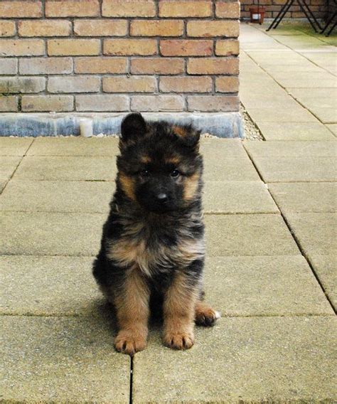 20 Cute German Shepherd Dogs And Facts You Should Know