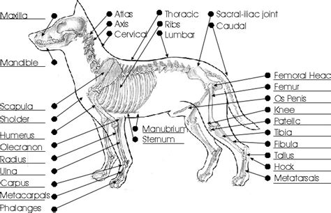 Dog anatomy details the various structures of canines (e.g. Ultimate Guide to Dog Skeletal System and Reproductive Anatomy