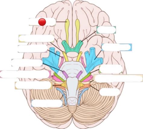 cranial nerves 1 12 flashcards quizlet