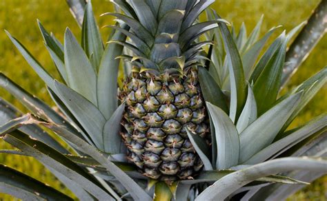 Can You Plant A Pineapple Top Inside Nanabreads Head