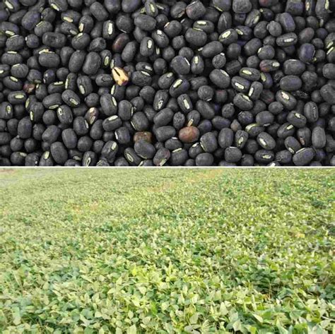 Black Gram Seed Germination Procedure (Urad Dal) | Agri ...