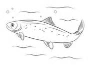 Download Salmon coloring pages | Free Coloring Pages