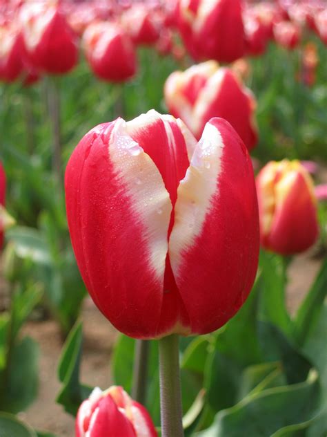 Filetulip Floriade Canberra02 Wikipedia