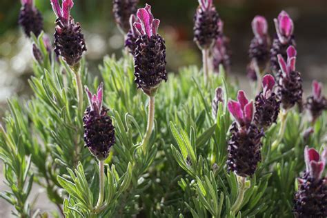 Planting French Lavender In Your Garden Plantura