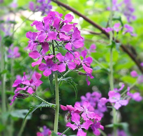 Floral Passions Lunaria Annua