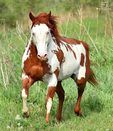 Chestnut Paint Beautiful Horses Wild Horse Life American Paint Horse