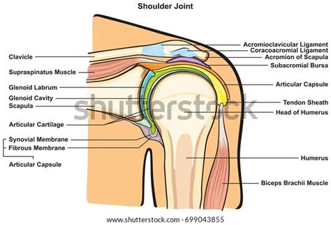 The Shoulder Joint Diagrams Images Stock Photos Vectors