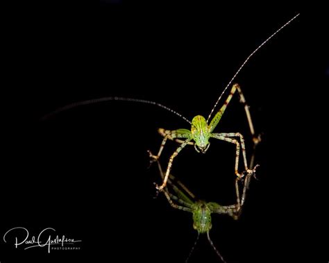 Lesser Angle Winged Katydid Nymph Microcentrum Retinerve Arachnoboards