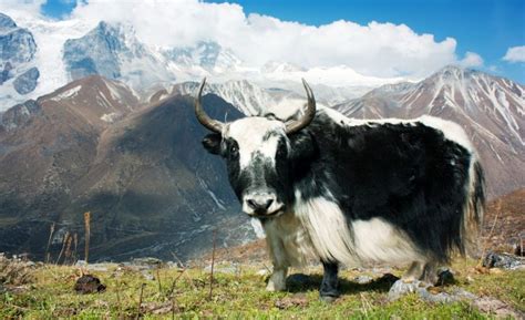5 Best Himalayan Yak Chews For Dogs Cheesy Chompin Chews
