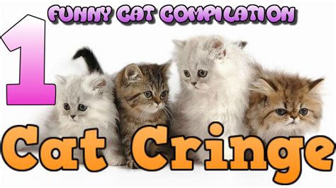 Funny Cat Compilation 1 Cat Cringe Youtube