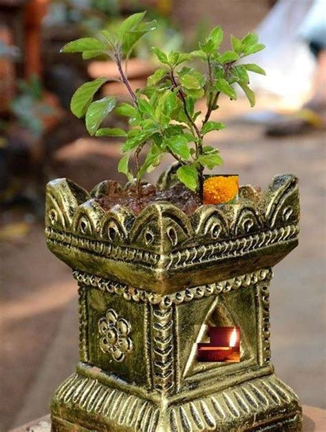 Potted Tulsi Plant For Worship Tulasi Maa Basilic