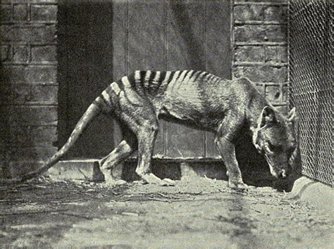 The Tasmanian Tiger May Not Be Extinct Mysterious