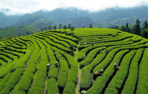 Tea Plantations Wallpapers Top Free Tea Plantations Backgrounds