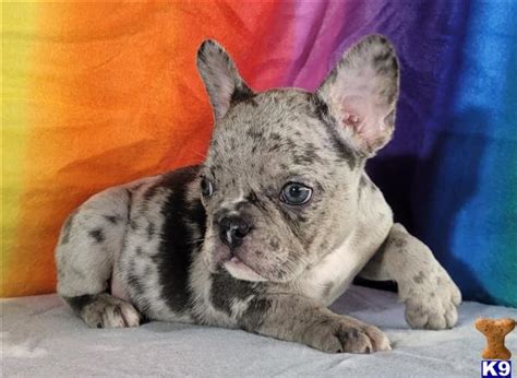 In some fortunate circumstances, an adoption can be finalized very quickly, sometimes within days! French Bulldog Puppy for Sale: Cobalt 9 Weeks old