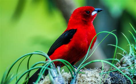 72 Red Bird Wallpaper Wallpapersafari