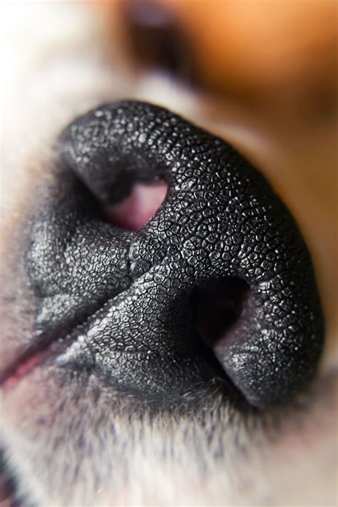 They are incredible at blending smoothly over large areas. Why Are Dogs Noses Shaped Like That?