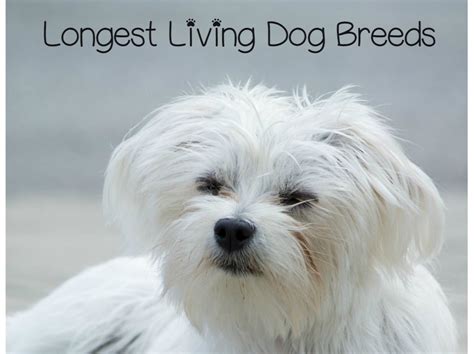 Top Longest Living Dog Breeds 13 Dogs With Long Life Spans Dogvills