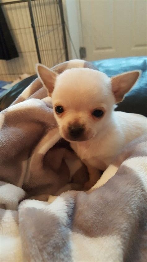 We breed apple head chihuahuas and babydoll face chihuahuas. 'Full Breed' Apple head Chihuahua puppies | in Prescot, Merseyside | Gumtree