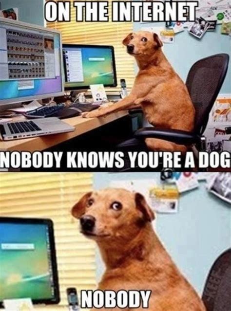60 Dog Memes So Funny That Will Keep You Laughing For