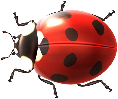 Ladybug Cartoon Background