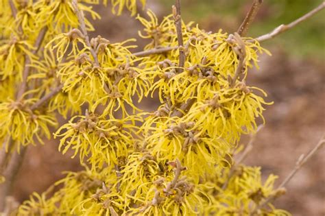 How To Grow And Care For Witch Hazel Hgtv