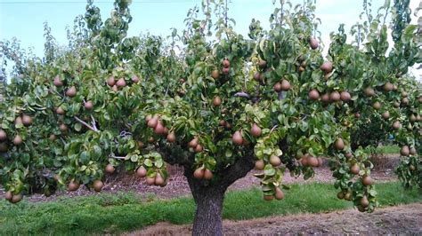 Conference Pear Tree Home Grown Vegetables Pear Trees Organic Fruit