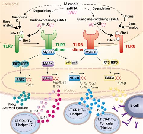 Tlr7 And Tlr8 Agonists And Antagonists Chemicals And Single Stranded Rna