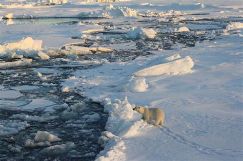 Mounting Consequences As Arctic Sea Ice Melts Knkx