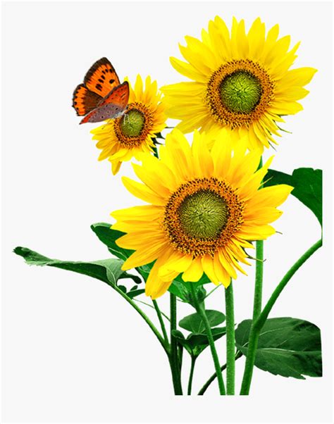 High Resolution Sunflower Clipart