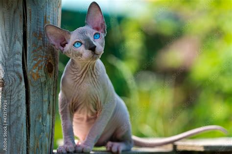 Canadian Sphynx Cat Sitting On Wooden Playground Of Boarding Kennel