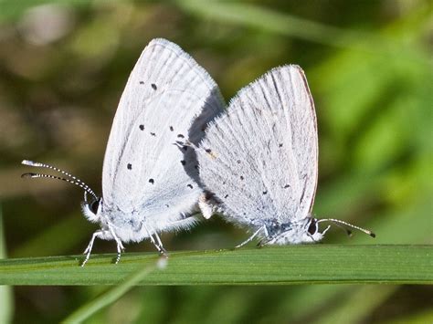 Western Tailed Blue Butterflies Of San Mateo County · Inaturalist