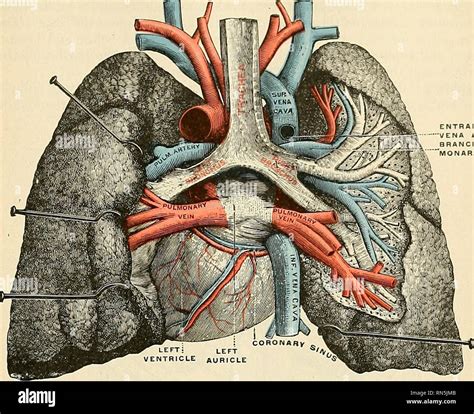 Arteria Pulmonar Derecha Fotografías E Imágenes De Alta Resolución