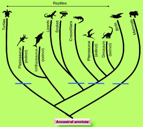 Tree Of Life Of Amniotes That Includes Reptiles Birds And Mammals
