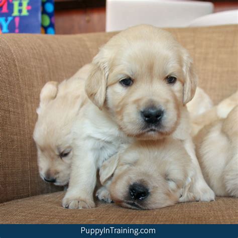 What Will Be Our Golden Retrievers First Litter Size