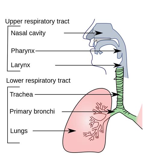 Respiratory System Of Man Inspired By Sciences Respiratory System