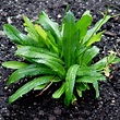 Semillas de cotidiano cilantro cimarron (Eryngium foetidum)