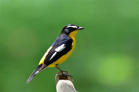 Beautiful Black And Yellow Bird With White Spot On Its Wings Perching
