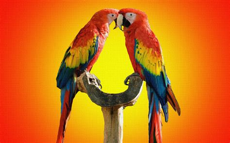 Download Parrot Birds Kissing Wallpaper Hd Wallpaper Colorful Parrots