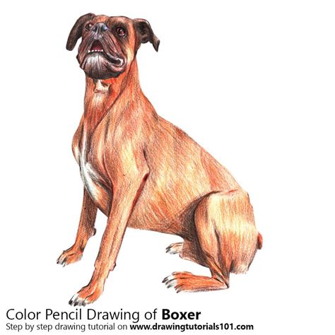 How To Draw A Boxer Dog Farm Animals Step By Step