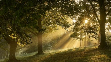 Sunshine Nature Trees Forest Sunbeams Mist Coolwallpapersme