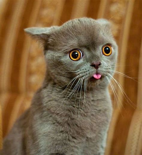 Funny Cat Face ~ Funny Images And Jokes