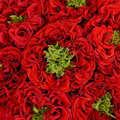 Unique Latin Red Garden Rose Bulk Rose Fiftyflowers