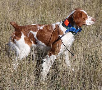 Some brittany spaniel puppies for sale may be shipped worldwide and include crate and veterinarian checkup. Alar Brittanys - Brittany Breeder/Puppies for Field, Show, Hunting and Home - Idaho, Arizona ...