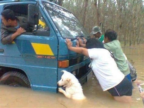 This Picture Of A Dog Pushing A Truck In The Flood Pics Funny