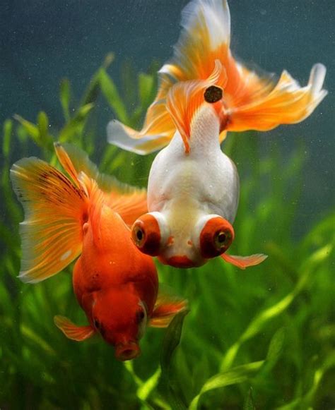 Goldfish Goldfish Pet Fish Pretty Fish