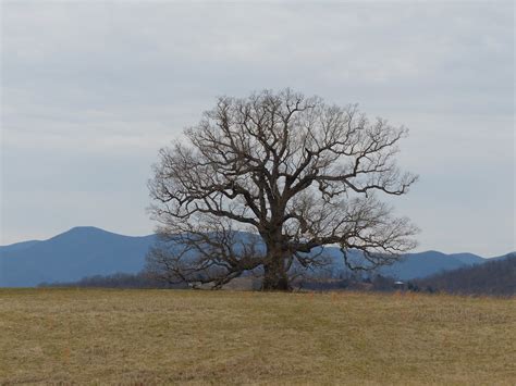 Oak Tree At Oak Ridge Estate Nelson County Virginia Flickr